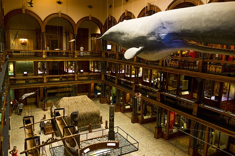 File:Bishop Museum - Hawaiian Hall (22471241648).jpg